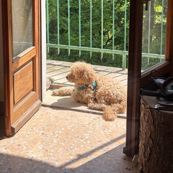 Cane al sole su un balcone in pietra, vista dal portafinestra verso il verde